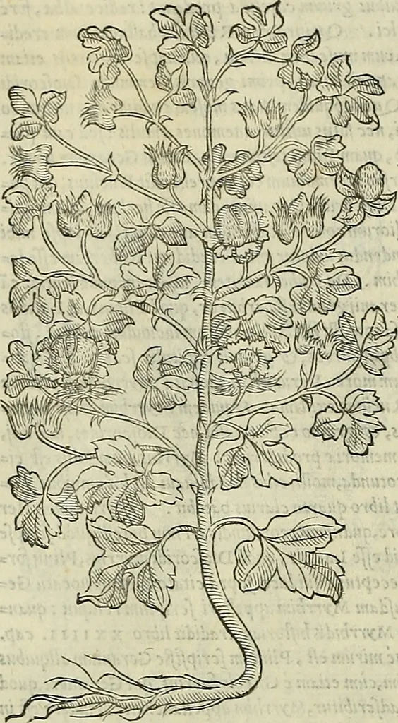 An illustration from Petri Andreae Matthioli Senensis serenissimi Principis Ferdinandi Archiducis Austriae & c., Medici, Commentarii secundo aucti : in libros sex Pedacii Dioscoridis Anazarbei de medica materia. Adiectis quàm plurimis plantarum, & animalium imaginibus quae in priore editione non habentur, eodem authore : his accessit eiusdem apologia adversus Amathum Lusitanum cum censura in eiusdem enarrationes, 1558, leaf 553