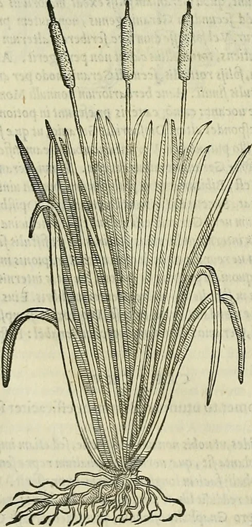 An illustration from Petri Andreae Matthioli Senensis serenissimi Principis Ferdinandi Archiducis Austriae & c., Medici, Commentarii secundo aucti : in libros sex Pedacii Dioscoridis Anazarbei de medica materia. Adiectis quàm plurimis plantarum, & animalium imaginibus quae in priore editione non habentur, eodem authore : his accessit eiusdem apologia adversus Amathum Lusitanum cum censura in eiusdem enarrationes, 1558, leaf 553