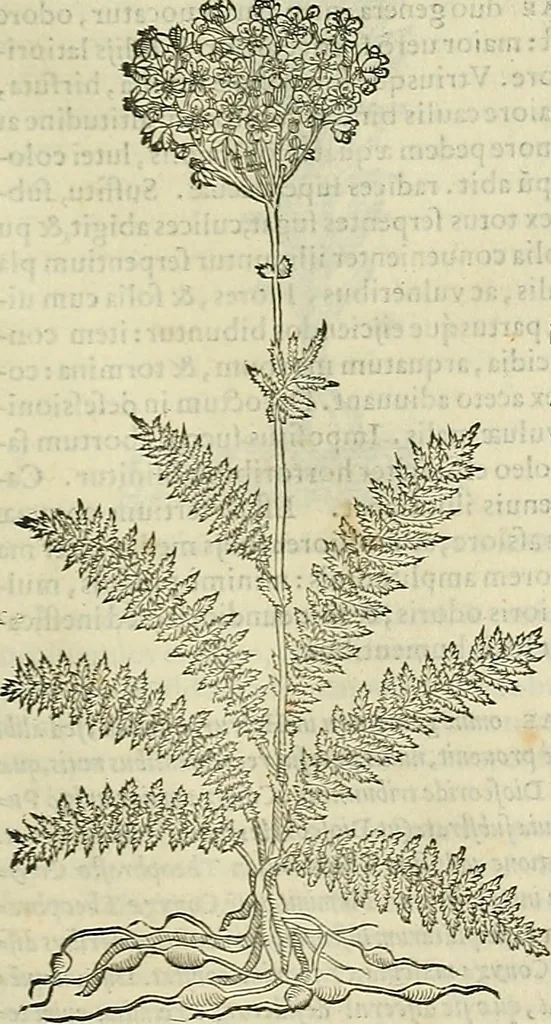 An illustration from Petri Andreae Matthioli Senensis serenissimi Principis Ferdinandi Archiducis Austriae & c., Medici, Commentarii secundo aucti : in libros sex Pedacii Dioscoridis Anazarbei de medica materia. Adiectis quàm plurimis plantarum, & animalium imaginibus quae in priore editione non habentur, eodem authore : his accessit eiusdem apologia adversus Amathum Lusitanum cum censura in eiusdem enarrationes, 1558, leaf 554