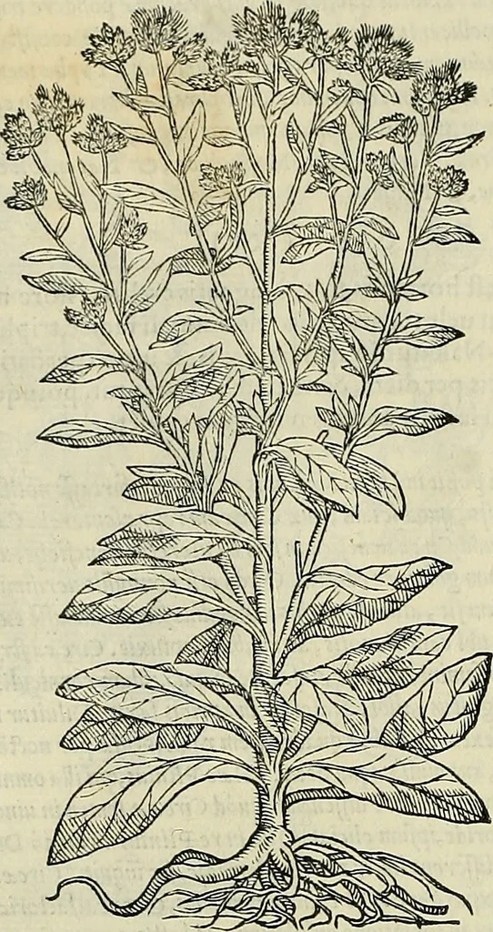 An illustration from Petri Andreae Matthioli Senensis serenissimi Principis Ferdinandi Archiducis Austriae & c., Medici, Commentarii secundo aucti : in libros sex Pedacii Dioscoridis Anazarbei de medica materia. Adiectis quàm plurimis plantarum, & animalium imaginibus quae in priore editione non habentur, eodem authore : his accessit eiusdem apologia adversus Amathum Lusitanum cum censura in eiusdem enarrationes, 1558, leaf 555