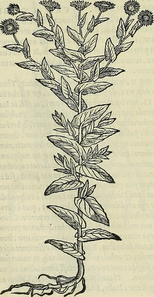 An illustration from Petri Andreae Matthioli Senensis serenissimi Principis Ferdinandi Archiducis Austriae & c., Medici, Commentarii secundo aucti : in libros sex Pedacii Dioscoridis Anazarbei de medica materia. Adiectis quàm plurimis plantarum, & animalium imaginibus quae in priore editione non habentur, eodem authore : his accessit eiusdem apologia adversus Amathum Lusitanum cum censura in eiusdem enarrationes, 1558, leaf 555