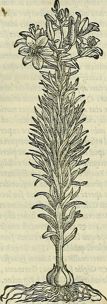 An illustration from Petri Andreae Matthioli Senensis serenissimi Principis Ferdinandi Archiducis Austriae & c., Medici, Commentarii secundo aucti : in libros sex Pedacii Dioscoridis Anazarbei de medica materia. Adiectis quàm plurimis plantarum, & animalium imaginibus quae in priore editione non habentur, eodem authore : his accessit eiusdem apologia adversus Amathum Lusitanum cum censura in eiusdem enarrationes, 1558, leaf 556