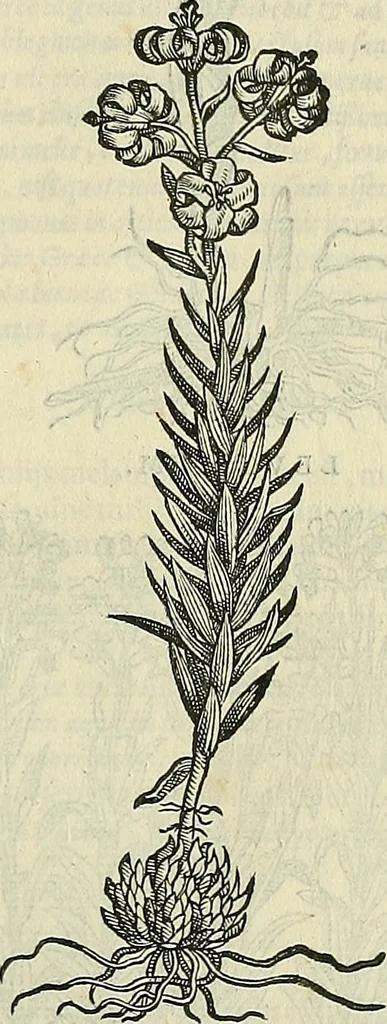 An illustration from Petri Andreae Matthioli Senensis serenissimi Principis Ferdinandi Archiducis Austriae & c., Medici, Commentarii secundo aucti : in libros sex Pedacii Dioscoridis Anazarbei de medica materia. Adiectis quàm plurimis plantarum, & animalium imaginibus quae in priore editione non habentur, eodem authore : his accessit eiusdem apologia adversus Amathum Lusitanum cum censura in eiusdem enarrationes, 1558, leaf 556