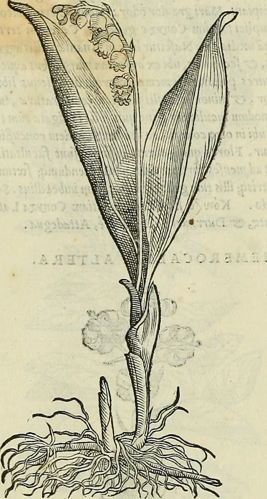 An illustration from Petri Andreae Matthioli Senensis serenissimi Principis Ferdinandi Archiducis Austriae & c., Medici, Commentarii secundo aucti : in libros sex Pedacii Dioscoridis Anazarbei de medica materia. Adiectis quàm plurimis plantarum, & animalium imaginibus quae in priore editione non habentur, eodem authore : his accessit eiusdem apologia adversus Amathum Lusitanum cum censura in eiusdem enarrationes, 1558, leaf 557