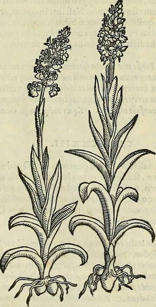 An illustration from Petri Andreae Matthioli Senensis serenissimi Principis Ferdinandi Archiducis Austriae & c., Medici, Commentarii secundo aucti : in libros sex Pedacii Dioscoridis Anazarbei de medica materia. Adiectis quàm plurimis plantarum, & animalium imaginibus quae in priore editione non habentur, eodem authore : his accessit eiusdem apologia adversus Amathum Lusitanum cum censura in eiusdem enarrationes, 1558, leaf 559
