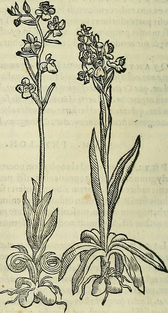 An illustration from Petri Andreae Matthioli Senensis serenissimi Principis Ferdinandi Archiducis Austriae & c., Medici, Commentarii secundo aucti : in libros sex Pedacii Dioscoridis Anazarbei de medica materia. Adiectis quàm plurimis plantarum, & animalium imaginibus quae in priore editione non habentur, eodem authore : his accessit eiusdem apologia adversus Amathum Lusitanum cum censura in eiusdem enarrationes, 1558, leaf 559