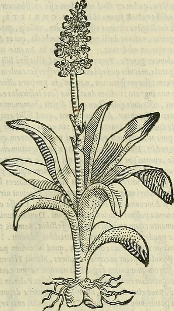 An illustration from Petri Andreae Matthioli Senensis serenissimi Principis Ferdinandi Archiducis Austriae & c., Medici, Commentarii secundo aucti : in libros sex Pedacii Dioscoridis Anazarbei de medica materia. Adiectis quàm plurimis plantarum, & animalium imaginibus quae in priore editione non habentur, eodem authore : his accessit eiusdem apologia adversus Amathum Lusitanum cum censura in eiusdem enarrationes, 1558, leaf 560
