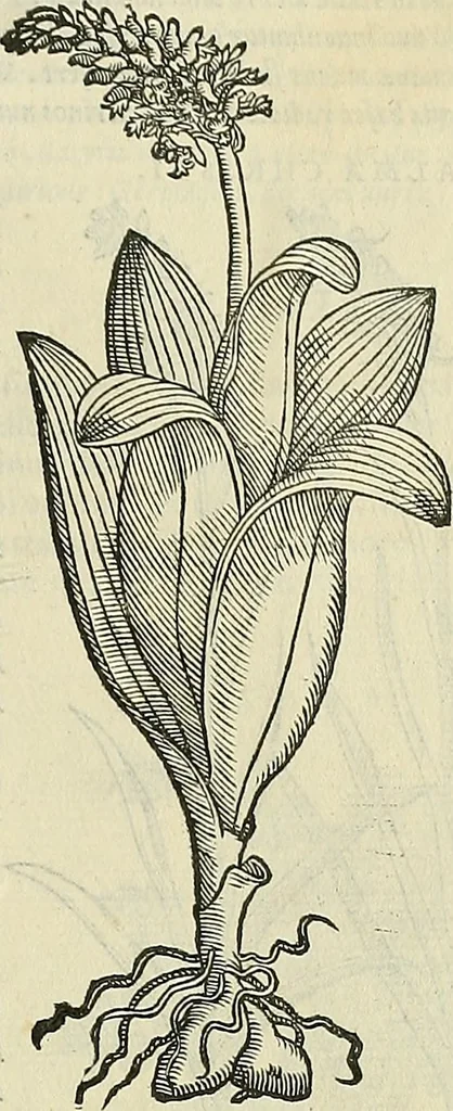 An illustration from Petri Andreae Matthioli Senensis serenissimi Principis Ferdinandi Archiducis Austriae & c., Medici, Commentarii secundo aucti : in libros sex Pedacii Dioscoridis Anazarbei de medica materia. Adiectis quàm plurimis plantarum, & animalium imaginibus quae in priore editione non habentur, eodem authore : his accessit eiusdem apologia adversus Amathum Lusitanum cum censura in eiusdem enarrationes, 1558, leaf 560