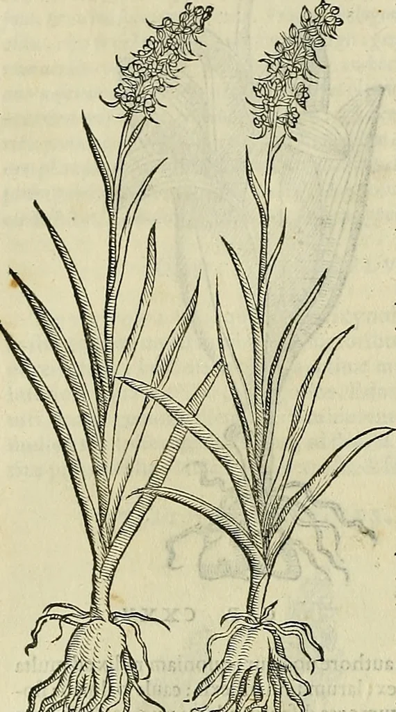 An illustration from Petri Andreae Matthioli Senensis serenissimi Principis Ferdinandi Archiducis Austriae & c., Medici, Commentarii secundo aucti : in libros sex Pedacii Dioscoridis Anazarbei de medica materia. Adiectis quàm plurimis plantarum, & animalium imaginibus quae in priore editione non habentur, eodem authore : his accessit eiusdem apologia adversus Amathum Lusitanum cum censura in eiusdem enarrationes, 1558, leaf 561