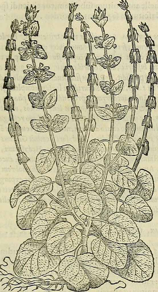 An illustration from Petri Andreae Matthioli Senensis serenissimi Principis Ferdinandi Archiducis Austriae & c., Medici, Commentarii secundo aucti : in libros sex Pedacii Dioscoridis Anazarbei de medica materia. Adiectis quàm plurimis plantarum, & animalium imaginibus quae in priore editione non habentur, eodem authore : his accessit eiusdem apologia adversus Amathum Lusitanum cum censura in eiusdem enarrationes, 1558, leaf 562