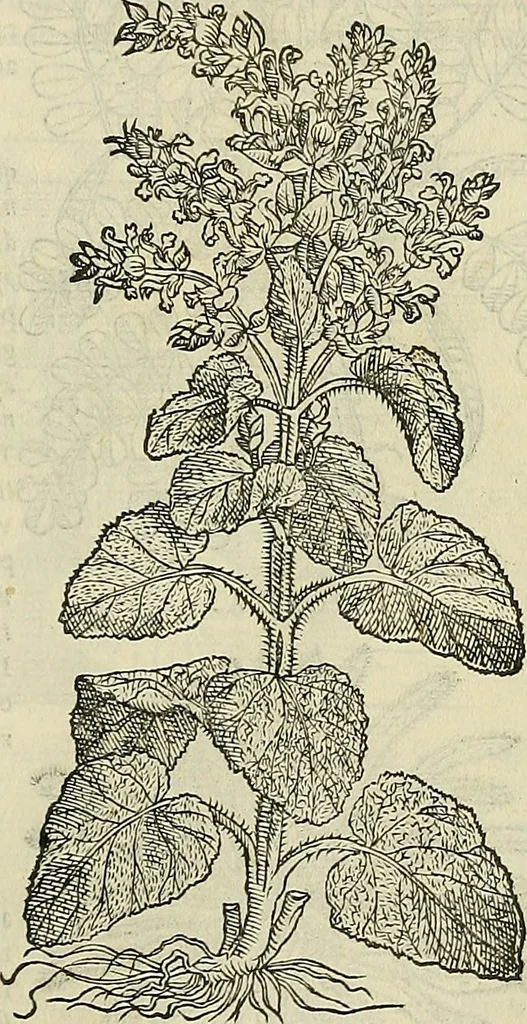An illustration from Petri Andreae Matthioli Senensis serenissimi Principis Ferdinandi Archiducis Austriae & c., Medici, Commentarii secundo aucti : in libros sex Pedacii Dioscoridis Anazarbei de medica materia. Adiectis quàm plurimis plantarum, & animalium imaginibus quae in priore editione non habentur, eodem authore : his accessit eiusdem apologia adversus Amathum Lusitanum cum censura in eiusdem enarrationes, 1558, leaf 562