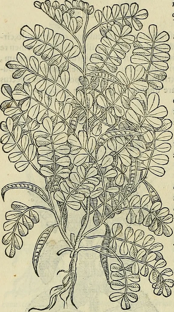 An illustration from Petri Andreae Matthioli Senensis serenissimi Principis Ferdinandi Archiducis Austriae & c., Medici, Commentarii secundo aucti : in libros sex Pedacii Dioscoridis Anazarbei de medica materia. Adiectis quàm plurimis plantarum, & animalium imaginibus quae in priore editione non habentur, eodem authore : his accessit eiusdem apologia adversus Amathum Lusitanum cum censura in eiusdem enarrationes, 1558, leaf 563
