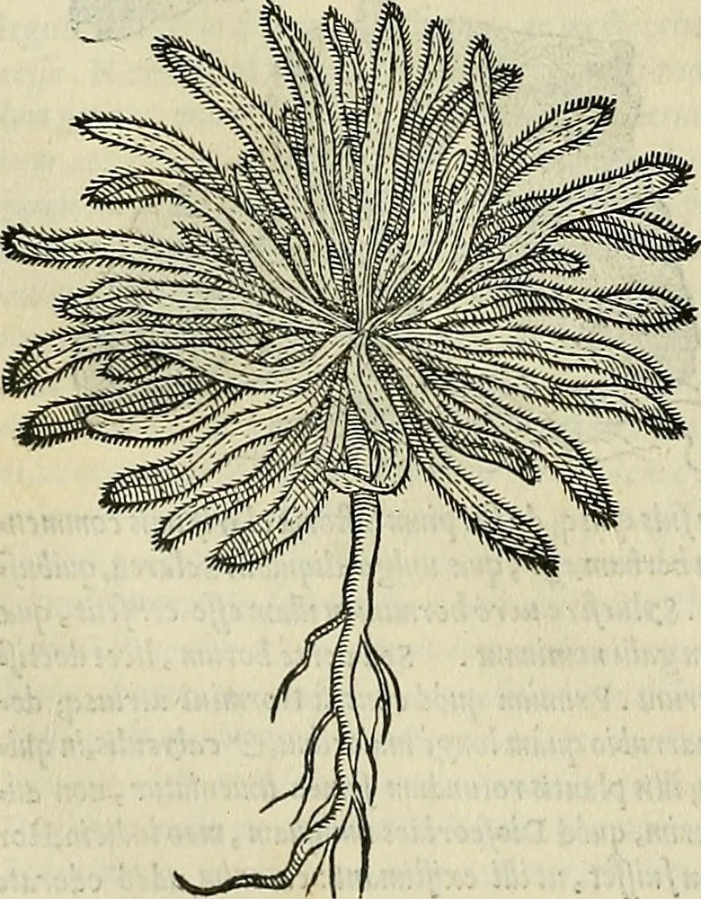 An illustration from Petri Andreae Matthioli Senensis serenissimi Principis Ferdinandi Archiducis Austriae & c., Medici, Commentarii secundo aucti : in libros sex Pedacii Dioscoridis Anazarbei de medica materia. Adiectis quàm plurimis plantarum, & animalium imaginibus quae in priore editione non habentur, eodem authore : his accessit eiusdem apologia adversus Amathum Lusitanum cum censura in eiusdem enarrationes, 1558, leaf 563