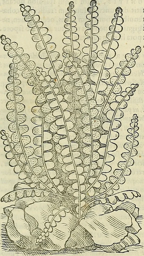 An illustration from Petri Andreae Matthioli Senensis serenissimi Principis Ferdinandi Archiducis Austriae & c., Medici, Commentarii secundo aucti : in libros sex Pedacii Dioscoridis Anazarbei de medica materia. Adiectis quàm plurimis plantarum, & animalium imaginibus quae in priore editione non habentur, eodem authore : his accessit eiusdem apologia adversus Amathum Lusitanum cum censura in eiusdem enarrationes, 1558, leaf 566