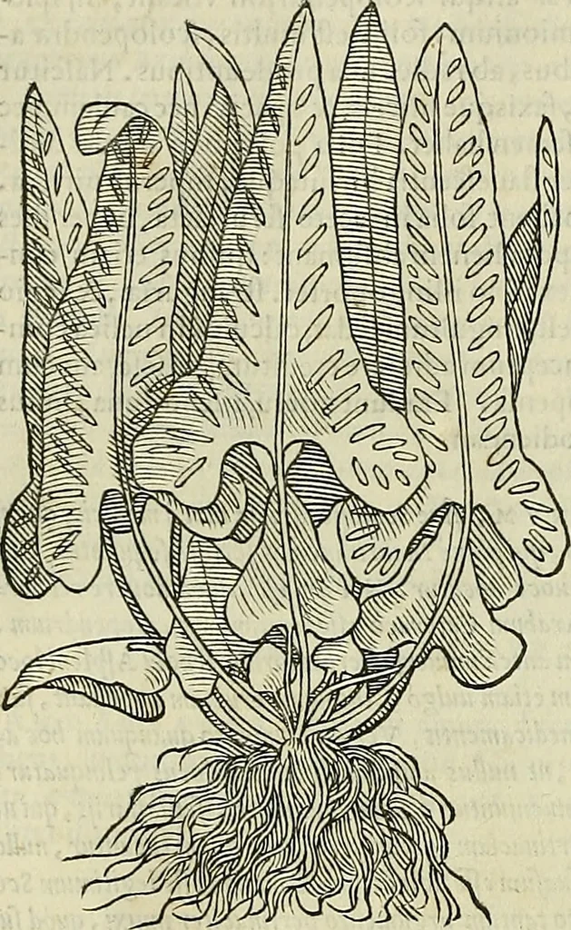 An illustration from Petri Andreae Matthioli Senensis serenissimi Principis Ferdinandi Archiducis Austriae & c., Medici, Commentarii secundo aucti : in libros sex Pedacii Dioscoridis Anazarbei de medica materia. Adiectis quàm plurimis plantarum, & animalium imaginibus quae in priore editione non habentur, eodem authore : his accessit eiusdem apologia adversus Amathum Lusitanum cum censura in eiusdem enarrationes, 1558, leaf 567