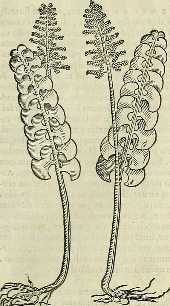An illustration from Petri Andreae Matthioli Senensis serenissimi Principis Ferdinandi Archiducis Austriae & c., Medici, Commentarii secundo aucti : in libros sex Pedacii Dioscoridis Anazarbei de medica materia. Adiectis quàm plurimis plantarum, & animalium imaginibus quae in priore editione non habentur, eodem authore : his accessit eiusdem apologia adversus Amathum Lusitanum cum censura in eiusdem enarrationes, 1558, leaf 568
