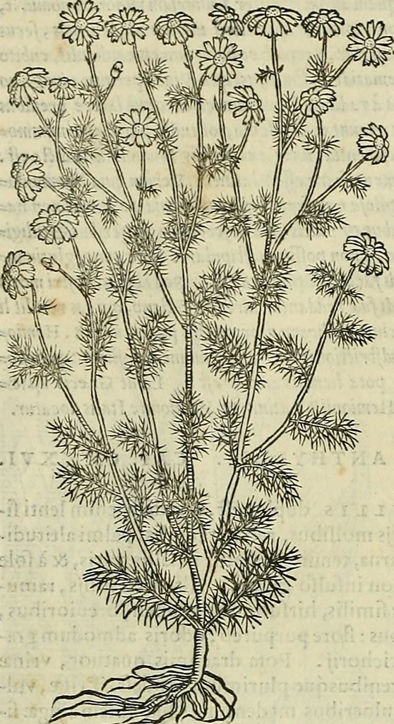 An illustration from Petri Andreae Matthioli Senensis serenissimi Principis Ferdinandi Archiducis Austriae & c., Medici, Commentarii secundo aucti : in libros sex Pedacii Dioscoridis Anazarbei de medica materia. Adiectis quàm plurimis plantarum, & animalium imaginibus quae in priore editione non habentur, eodem authore : his accessit eiusdem apologia adversus Amathum Lusitanum cum censura in eiusdem enarrationes, 1558, leaf 569