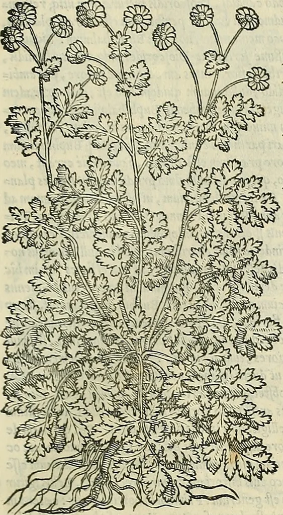 An illustration from Petri Andreae Matthioli Senensis serenissimi Principis Ferdinandi Archiducis Austriae & c., Medici, Commentarii secundo aucti : in libros sex Pedacii Dioscoridis Anazarbei de medica materia. Adiectis quàm plurimis plantarum, & animalium imaginibus quae in priore editione non habentur, eodem authore : his accessit eiusdem apologia adversus Amathum Lusitanum cum censura in eiusdem enarrationes, 1558, leaf 570