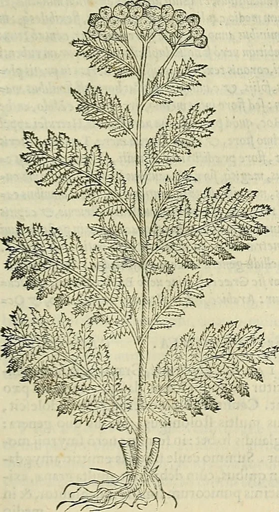 An illustration from Petri Andreae Matthioli Senensis serenissimi Principis Ferdinandi Archiducis Austriae & c., Medici, Commentarii secundo aucti : in libros sex Pedacii Dioscoridis Anazarbei de medica materia. Adiectis quàm plurimis plantarum, & animalium imaginibus quae in priore editione non habentur, eodem authore : his accessit eiusdem apologia adversus Amathum Lusitanum cum censura in eiusdem enarrationes, 1558, leaf 570