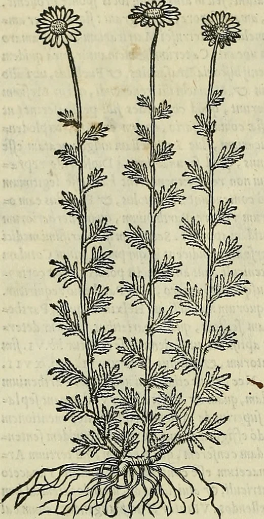 An illustration from Petri Andreae Matthioli Senensis serenissimi Principis Ferdinandi Archiducis Austriae & c., Medici, Commentarii secundo aucti : in libros sex Pedacii Dioscoridis Anazarbei de medica materia. Adiectis quàm plurimis plantarum, & animalium imaginibus quae in priore editione non habentur, eodem authore : his accessit eiusdem apologia adversus Amathum Lusitanum cum censura in eiusdem enarrationes, 1558, leaf 571