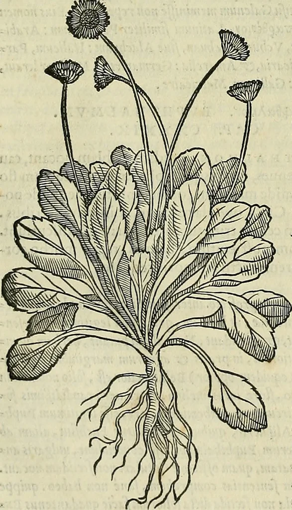 An illustration from Petri Andreae Matthioli Senensis serenissimi Principis Ferdinandi Archiducis Austriae & c., Medici, Commentarii secundo aucti : in libros sex Pedacii Dioscoridis Anazarbei de medica materia. Adiectis quàm plurimis plantarum, & animalium imaginibus quae in priore editione non habentur, eodem authore : his accessit eiusdem apologia adversus Amathum Lusitanum cum censura in eiusdem enarrationes, 1558, leaf 571