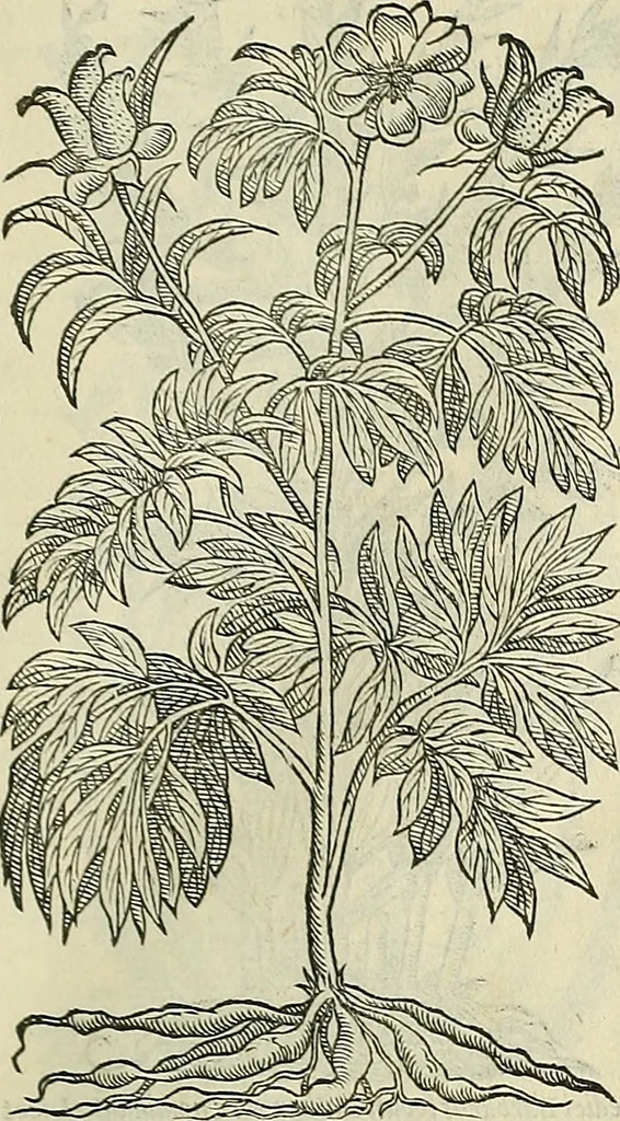 An illustration from Petri Andreae Matthioli Senensis serenissimi Principis Ferdinandi Archiducis Austriae & c., Medici, Commentarii secundo aucti : in libros sex Pedacii Dioscoridis Anazarbei de medica materia. Adiectis quàm plurimis plantarum, & animalium imaginibus quae in priore editione non habentur, eodem authore : his accessit eiusdem apologia adversus Amathum Lusitanum cum censura in eiusdem enarrationes, 1558, leaf 572