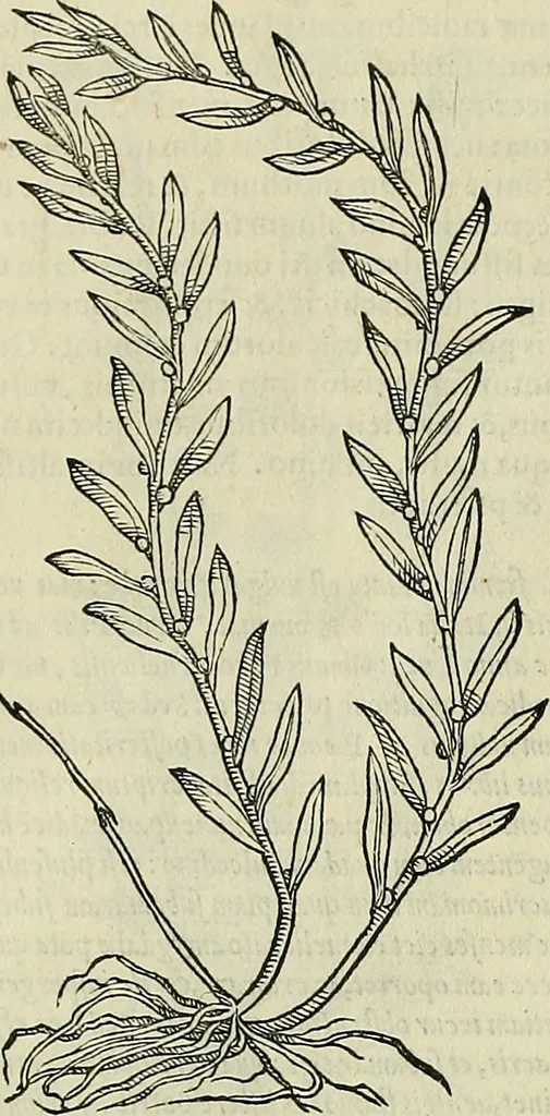 An illustration from Petri Andreae Matthioli Senensis serenissimi Principis Ferdinandi Archiducis Austriae & c., Medici, Commentarii secundo aucti : in libros sex Pedacii Dioscoridis Anazarbei de medica materia. Adiectis quàm plurimis plantarum, & animalium imaginibus quae in priore editione non habentur, eodem authore : his accessit eiusdem apologia adversus Amathum Lusitanum cum censura in eiusdem enarrationes, 1558, leaf 573