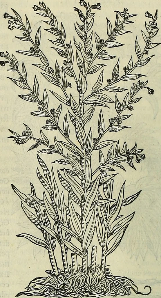An illustration from Petri Andreae Matthioli Senensis serenissimi Principis Ferdinandi Archiducis Austriae & c., Medici, Commentarii secundo aucti : in libros sex Pedacii Dioscoridis Anazarbei de medica materia. Adiectis quàm plurimis plantarum, & animalium imaginibus quae in priore editione non habentur, eodem authore : his accessit eiusdem apologia adversus Amathum Lusitanum cum censura in eiusdem enarrationes, 1558, leaf 573