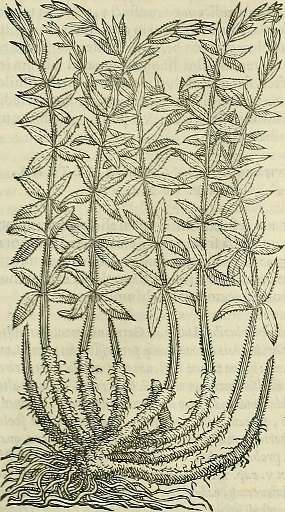 An illustration from Petri Andreae Matthioli Senensis serenissimi Principis Ferdinandi Archiducis Austriae & c., Medici, Commentarii secundo aucti : in libros sex Pedacii Dioscoridis Anazarbei de medica materia. Adiectis quàm plurimis plantarum, & animalium imaginibus quae in priore editione non habentur, eodem authore : his accessit eiusdem apologia adversus Amathum Lusitanum cum censura in eiusdem enarrationes, 1558, leaf 574