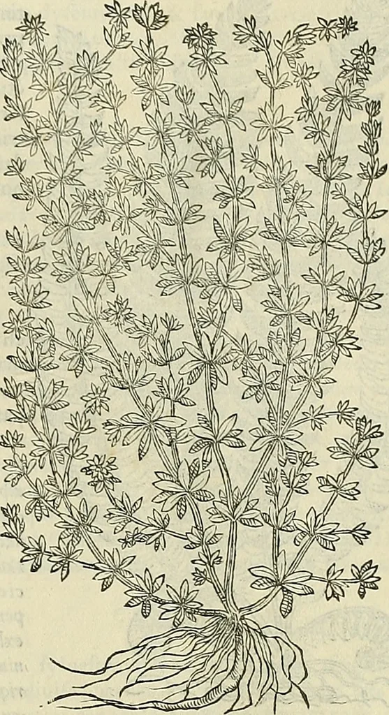 An illustration from Petri Andreae Matthioli Senensis serenissimi Principis Ferdinandi Archiducis Austriae & c., Medici, Commentarii secundo aucti : in libros sex Pedacii Dioscoridis Anazarbei de medica materia. Adiectis quàm plurimis plantarum, & animalium imaginibus quae in priore editione non habentur, eodem authore : his accessit eiusdem apologia adversus Amathum Lusitanum cum censura in eiusdem enarrationes, 1558, leaf 574