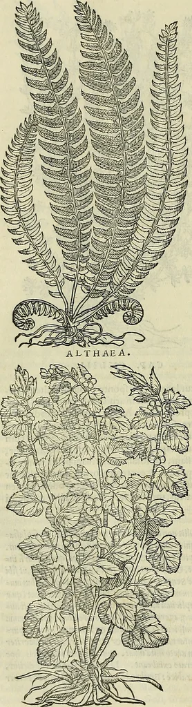 An illustration from Petri Andreae Matthioli Senensis serenissimi Principis Ferdinandi Archiducis Austriae & c., Medici, Commentarii secundo aucti : in libros sex Pedacii Dioscoridis Anazarbei de medica materia. Adiectis quàm plurimis plantarum, & animalium imaginibus quae in priore editione non habentur, eodem authore : his accessit eiusdem apologia adversus Amathum Lusitanum cum censura in eiusdem enarrationes, 1558, leaf 575