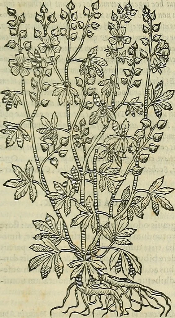 An illustration from Petri Andreae Matthioli Senensis serenissimi Principis Ferdinandi Archiducis Austriae & c., Medici, Commentarii secundo aucti : in libros sex Pedacii Dioscoridis Anazarbei de medica materia. Adiectis quàm plurimis plantarum, & animalium imaginibus quae in priore editione non habentur, eodem authore : his accessit eiusdem apologia adversus Amathum Lusitanum cum censura in eiusdem enarrationes, 1558, leaf 576
