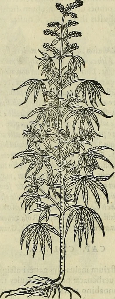 An illustration from Petri Andreae Matthioli Senensis serenissimi Principis Ferdinandi Archiducis Austriae & c., Medici, Commentarii secundo aucti : in libros sex Pedacii Dioscoridis Anazarbei de medica materia. Adiectis quàm plurimis plantarum, & animalium imaginibus quae in priore editione non habentur, eodem authore : his accessit eiusdem apologia adversus Amathum Lusitanum cum censura in eiusdem enarrationes, 1558, leaf 577