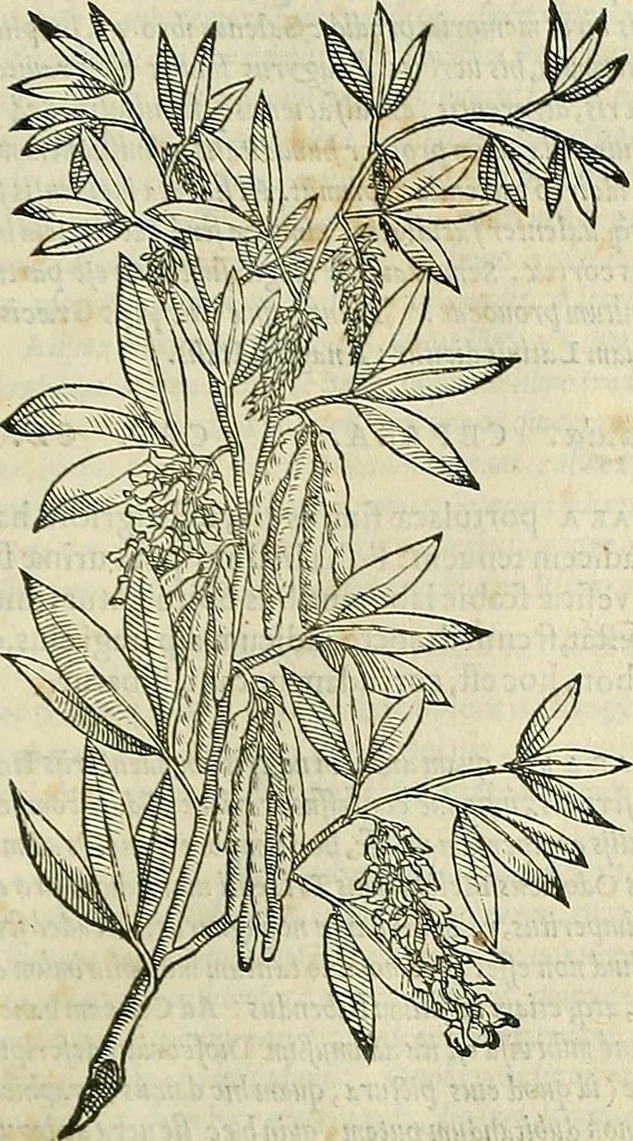 An illustration from Petri Andreae Matthioli Senensis serenissimi Principis Ferdinandi Archiducis Austriae & c., Medici, Commentarii secundo aucti : in libros sex Pedacii Dioscoridis Anazarbei de medica materia. Adiectis quàm plurimis plantarum, & animalium imaginibus quae in priore editione non habentur, eodem authore : his accessit eiusdem apologia adversus Amathum Lusitanum cum censura in eiusdem enarrationes, 1558, leaf 578
