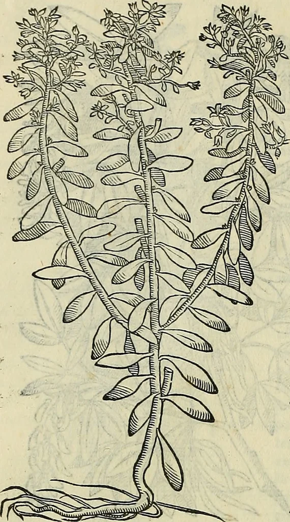 An illustration from Petri Andreae Matthioli Senensis serenissimi Principis Ferdinandi Archiducis Austriae & c., Medici, Commentarii secundo aucti : in libros sex Pedacii Dioscoridis Anazarbei de medica materia. Adiectis quàm plurimis plantarum, & animalium imaginibus quae in priore editione non habentur, eodem authore : his accessit eiusdem apologia adversus Amathum Lusitanum cum censura in eiusdem enarrationes, 1558, leaf 579