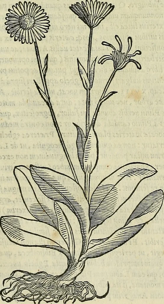 An illustration from Petri Andreae Matthioli Senensis serenissimi Principis Ferdinandi Archiducis Austriae & c., Medici, Commentarii secundo aucti : in libros sex Pedacii Dioscoridis Anazarbei de medica materia. Adiectis quàm plurimis plantarum, & animalium imaginibus quae in priore editione non habentur, eodem authore : his accessit eiusdem apologia adversus Amathum Lusitanum cum censura in eiusdem enarrationes, 1558, leaf 579
