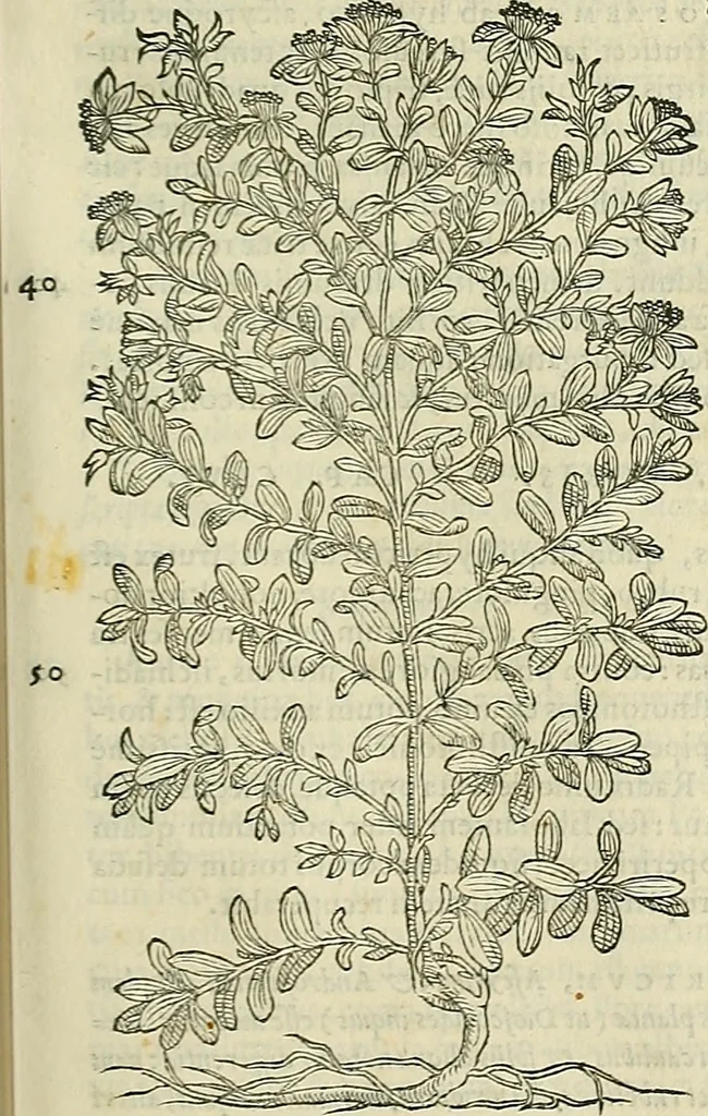 An illustration from Petri Andreae Matthioli Senensis serenissimi Principis Ferdinandi Archiducis Austriae & c., Medici, Commentarii secundo aucti : in libros sex Pedacii Dioscoridis Anazarbei de medica materia. Adiectis quàm plurimis plantarum, & animalium imaginibus quae in priore editione non habentur, eodem authore : his accessit eiusdem apologia adversus Amathum Lusitanum cum censura in eiusdem enarrationes, 1558, leaf 580