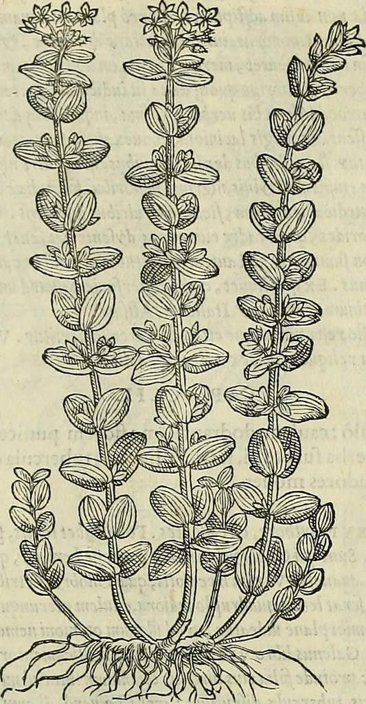 An illustration from Petri Andreae Matthioli Senensis serenissimi Principis Ferdinandi Archiducis Austriae & c., Medici, Commentarii secundo aucti : in libros sex Pedacii Dioscoridis Anazarbei de medica materia. Adiectis quàm plurimis plantarum, & animalium imaginibus quae in priore editione non habentur, eodem authore : his accessit eiusdem apologia adversus Amathum Lusitanum cum censura in eiusdem enarrationes, 1558, leaf 581