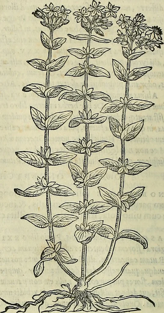An illustration from Petri Andreae Matthioli Senensis serenissimi Principis Ferdinandi Archiducis Austriae & c., Medici, Commentarii secundo aucti : in libros sex Pedacii Dioscoridis Anazarbei de medica materia. Adiectis quàm plurimis plantarum, & animalium imaginibus quae in priore editione non habentur, eodem authore : his accessit eiusdem apologia adversus Amathum Lusitanum cum censura in eiusdem enarrationes, 1558, leaf 581