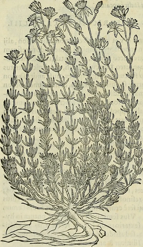 An illustration from Petri Andreae Matthioli Senensis serenissimi Principis Ferdinandi Archiducis Austriae & c., Medici, Commentarii secundo aucti : in libros sex Pedacii Dioscoridis Anazarbei de medica materia. Adiectis quàm plurimis plantarum, & animalium imaginibus quae in priore editione non habentur, eodem authore : his accessit eiusdem apologia adversus Amathum Lusitanum cum censura in eiusdem enarrationes, 1558, leaf 581