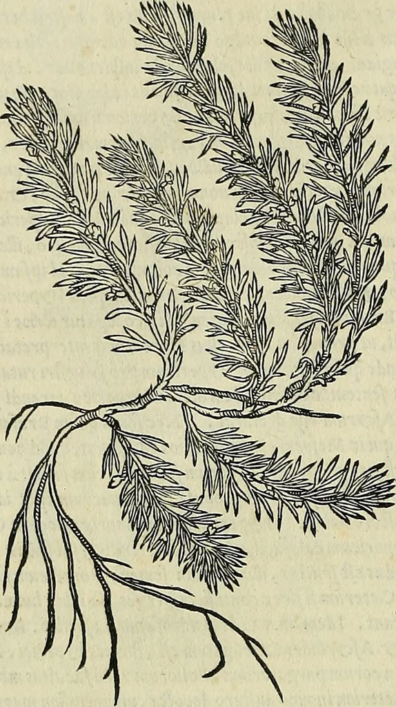 An illustration from Petri Andreae Matthioli Senensis serenissimi Principis Ferdinandi Archiducis Austriae & c., Medici, Commentarii secundo aucti : in libros sex Pedacii Dioscoridis Anazarbei de medica materia. Adiectis quàm plurimis plantarum, & animalium imaginibus quae in priore editione non habentur, eodem authore : his accessit eiusdem apologia adversus Amathum Lusitanum cum censura in eiusdem enarrationes, 1558, leaf 583