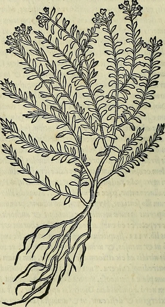 An illustration from Petri Andreae Matthioli Senensis serenissimi Principis Ferdinandi Archiducis Austriae & c., Medici, Commentarii secundo aucti : in libros sex Pedacii Dioscoridis Anazarbei de medica materia. Adiectis quàm plurimis plantarum, & animalium imaginibus quae in priore editione non habentur, eodem authore : his accessit eiusdem apologia adversus Amathum Lusitanum cum censura in eiusdem enarrationes, 1558, leaf 583