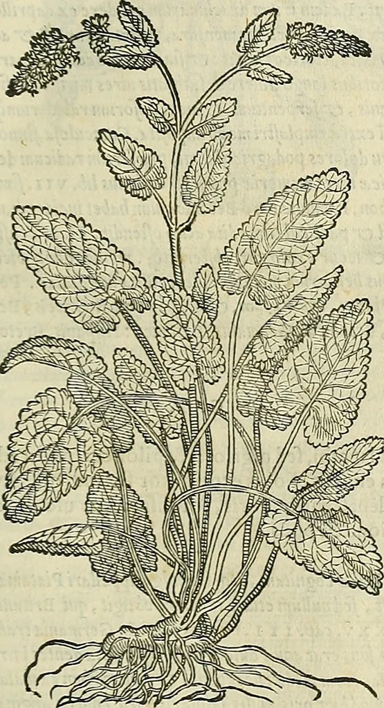 An illustration from Petri Andreae Matthioli Senensis serenissimi Principis Ferdinandi Archiducis Austriae & c., Medici, Commentarii secundo aucti : in libros sex Pedacii Dioscoridis Anazarbei de medica materia. Adiectis quàm plurimis plantarum, & animalium imaginibus quae in priore editione non habentur, eodem authore : his accessit eiusdem apologia adversus Amathum Lusitanum cum censura in eiusdem enarrationes, 1558, leaf 584