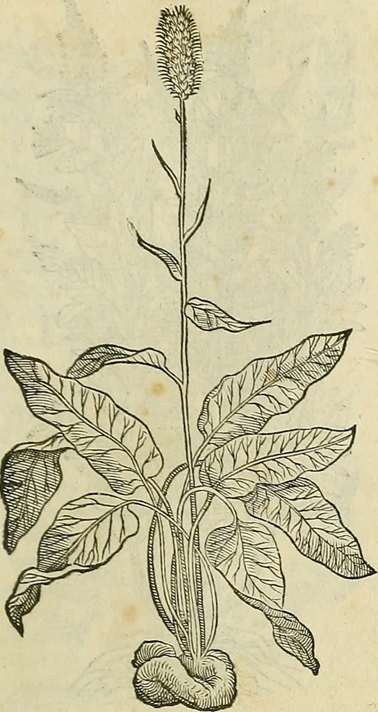 An illustration from Petri Andreae Matthioli Senensis serenissimi Principis Ferdinandi Archiducis Austriae & c., Medici, Commentarii secundo aucti : in libros sex Pedacii Dioscoridis Anazarbei de medica materia. Adiectis quàm plurimis plantarum, & animalium imaginibus quae in priore editione non habentur, eodem authore : his accessit eiusdem apologia adversus Amathum Lusitanum cum censura in eiusdem enarrationes, 1558, leaf 586