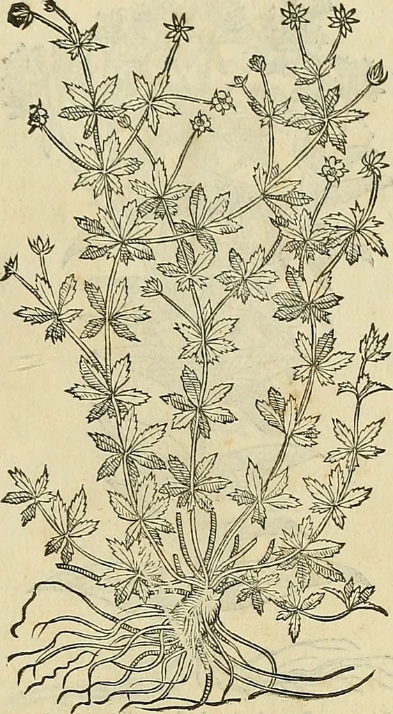 An illustration from Petri Andreae Matthioli Senensis serenissimi Principis Ferdinandi Archiducis Austriae & c., Medici, Commentarii secundo aucti : in libros sex Pedacii Dioscoridis Anazarbei de medica materia. Adiectis quàm plurimis plantarum, & animalium imaginibus quae in priore editione non habentur, eodem authore : his accessit eiusdem apologia adversus Amathum Lusitanum cum censura in eiusdem enarrationes, 1558, leaf 586