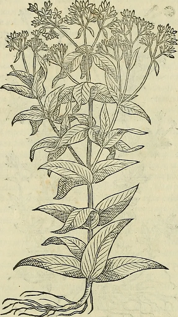 An illustration from Petri Andreae Matthioli Senensis serenissimi Principis Ferdinandi Archiducis Austriae & c., Medici, Commentarii secundo aucti : in libros sex Pedacii Dioscoridis Anazarbei de medica materia. Adiectis quàm plurimis plantarum, & animalium imaginibus quae in priore editione non habentur, eodem authore : his accessit eiusdem apologia adversus Amathum Lusitanum cum censura in eiusdem enarrationes, 1558, leaf 587