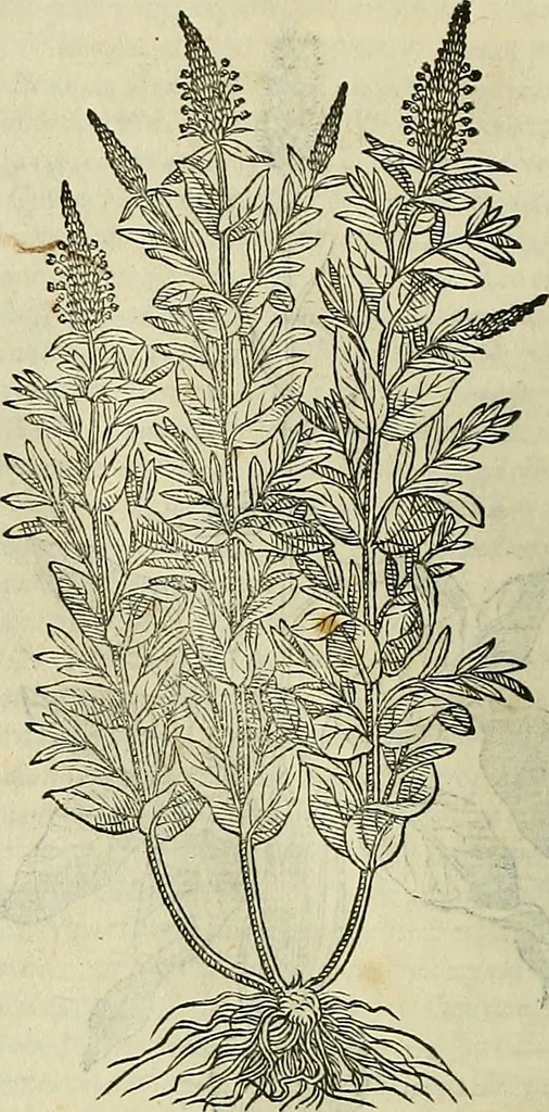 An illustration from Petri Andreae Matthioli Senensis serenissimi Principis Ferdinandi Archiducis Austriae & c., Medici, Commentarii secundo aucti : in libros sex Pedacii Dioscoridis Anazarbei de medica materia. Adiectis quàm plurimis plantarum, & animalium imaginibus quae in priore editione non habentur, eodem authore : his accessit eiusdem apologia adversus Amathum Lusitanum cum censura in eiusdem enarrationes, 1558, leaf 587