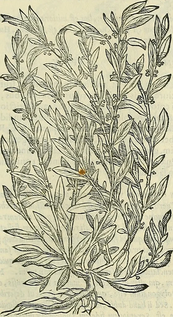 An illustration from Petri Andreae Matthioli Senensis serenissimi Principis Ferdinandi Archiducis Austriae & c., Medici, Commentarii secundo aucti : in libros sex Pedacii Dioscoridis Anazarbei de medica materia. Adiectis quàm plurimis plantarum, & animalium imaginibus quae in priore editione non habentur, eodem authore : his accessit eiusdem apologia adversus Amathum Lusitanum cum censura in eiusdem enarrationes, 1558, leaf 588
