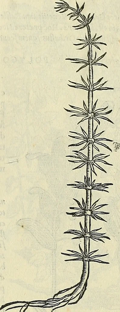 An illustration from Petri Andreae Matthioli Senensis serenissimi Principis Ferdinandi Archiducis Austriae & c., Medici, Commentarii secundo aucti : in libros sex Pedacii Dioscoridis Anazarbei de medica materia. Adiectis quàm plurimis plantarum, & animalium imaginibus quae in priore editione non habentur, eodem authore : his accessit eiusdem apologia adversus Amathum Lusitanum cum censura in eiusdem enarrationes, 1558, leaf 588