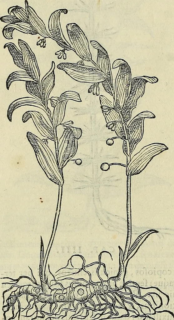 An illustration from Petri Andreae Matthioli Senensis serenissimi Principis Ferdinandi Archiducis Austriae & c., Medici, Commentarii secundo aucti : in libros sex Pedacii Dioscoridis Anazarbei de medica materia. Adiectis quàm plurimis plantarum, & animalium imaginibus quae in priore editione non habentur, eodem authore : his accessit eiusdem apologia adversus Amathum Lusitanum cum censura in eiusdem enarrationes, 1558, leaf 589